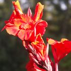 Blütendolde der Canna