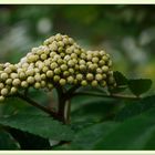 Blütendolde der Eberesche (Vogelbeerbaum)