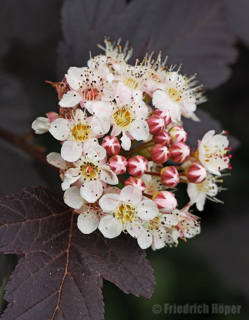 Blütendolde Rote Blasenspiere Physocarpus opulifolius ‘Diabolo’ 