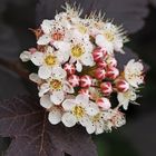 Blütendolde Rote Blasenspiere Physocarpus opulifolius ‘Diabolo’ 