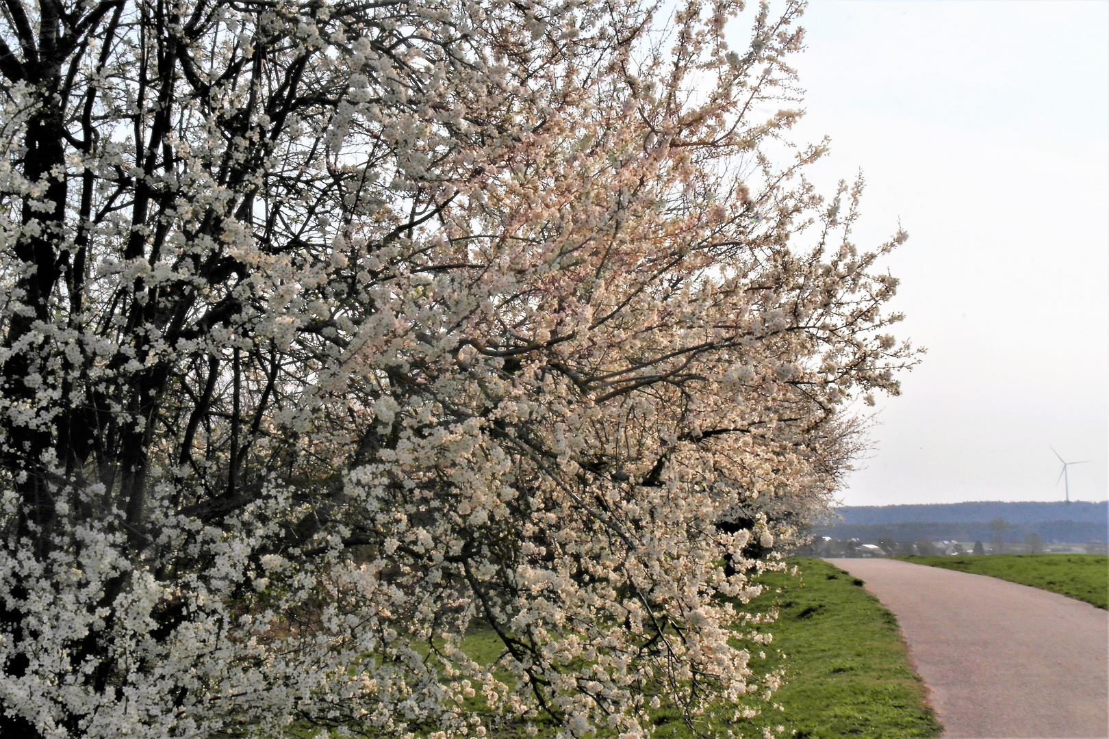 Blütenduft am Wegesrand