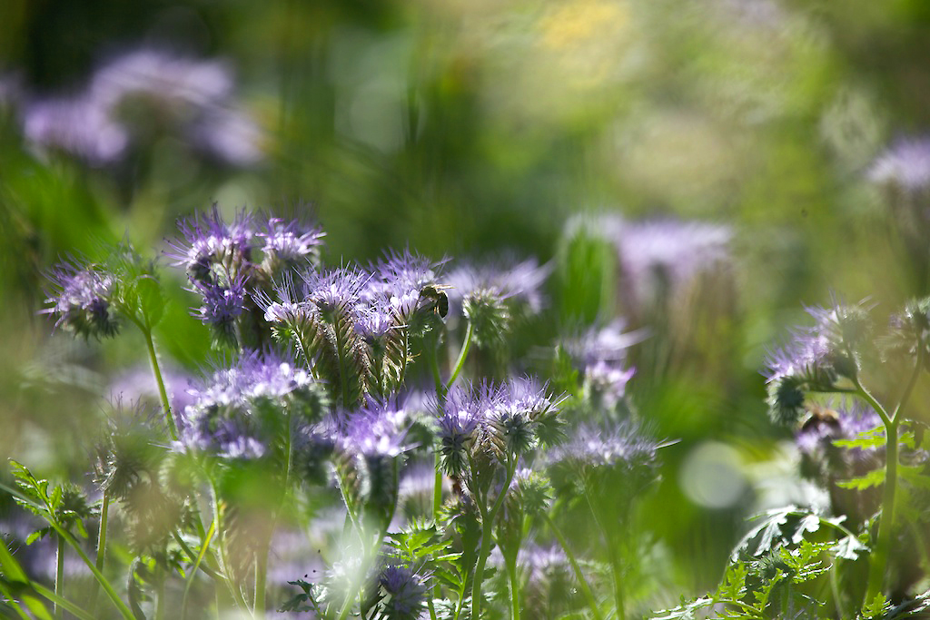 Blütenduft im Sonnenlicht