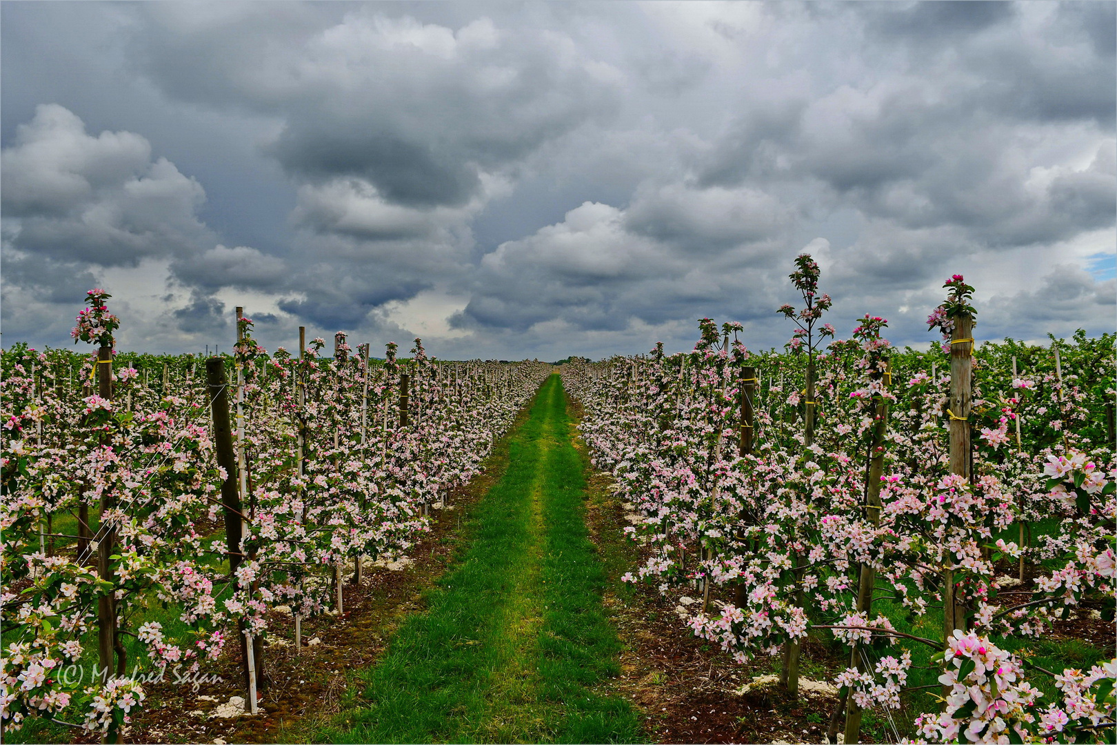 Blütenduft liegt in der Luft - Obstblüte im Alten Land...