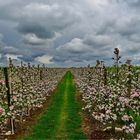 Blütenduft liegt in der Luft - Obstblüte im Alten Land...