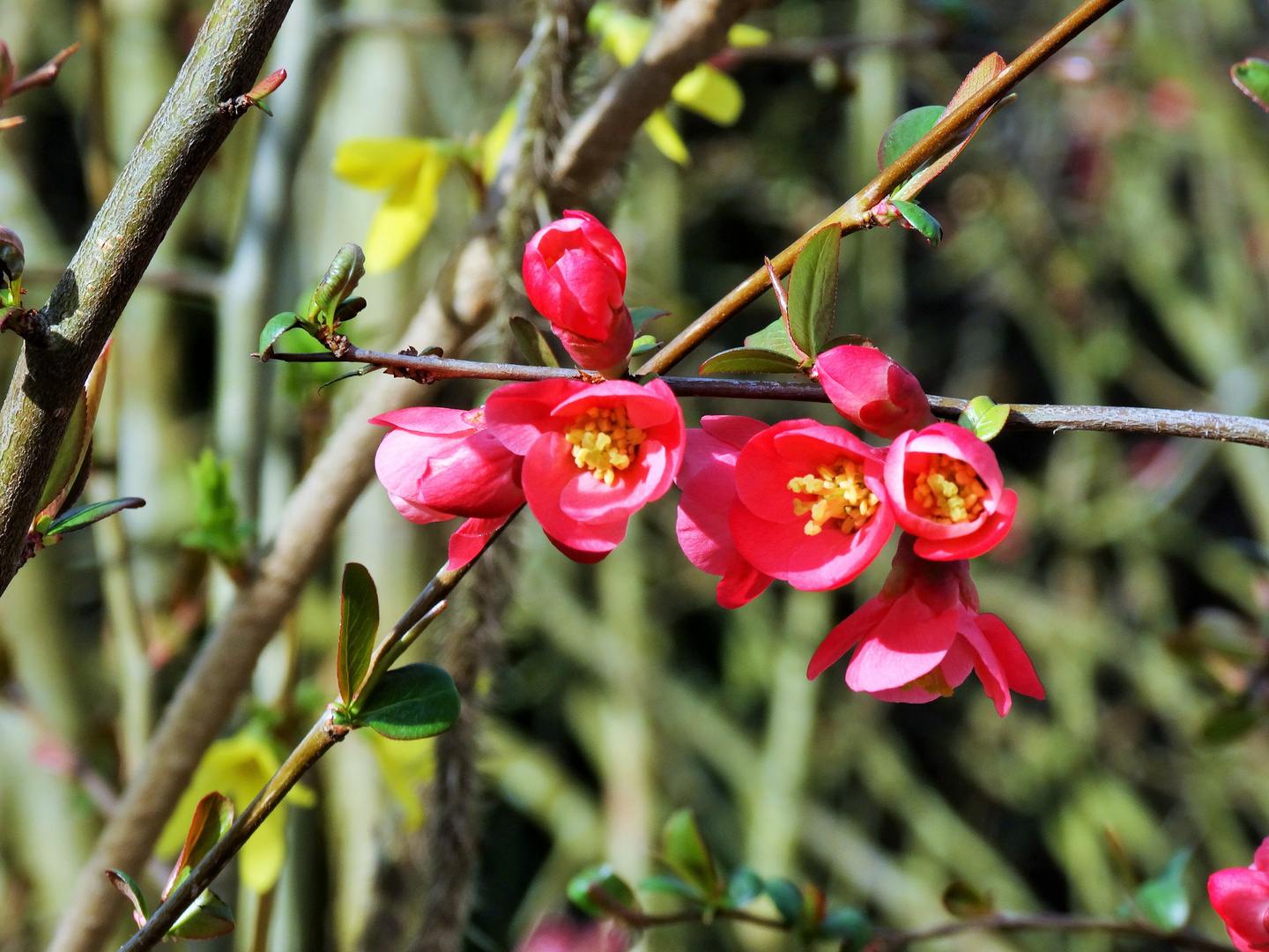 Blütenerwachen