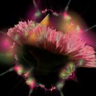 Blütenexplosion