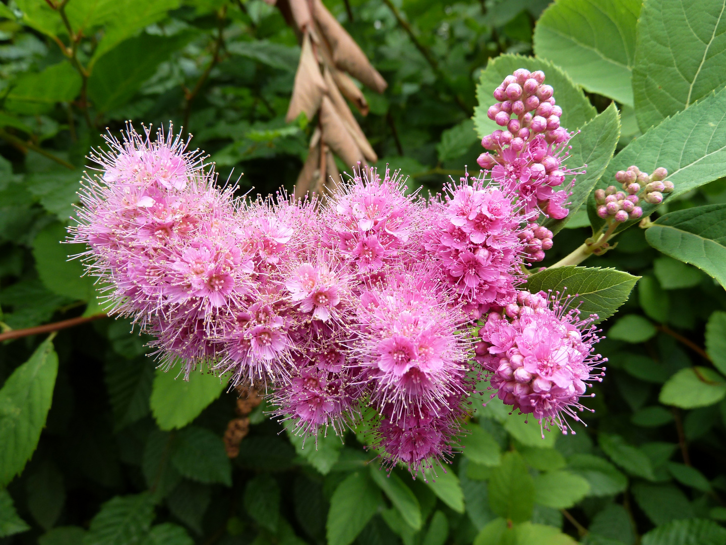 Blütenexplosionen in rosa