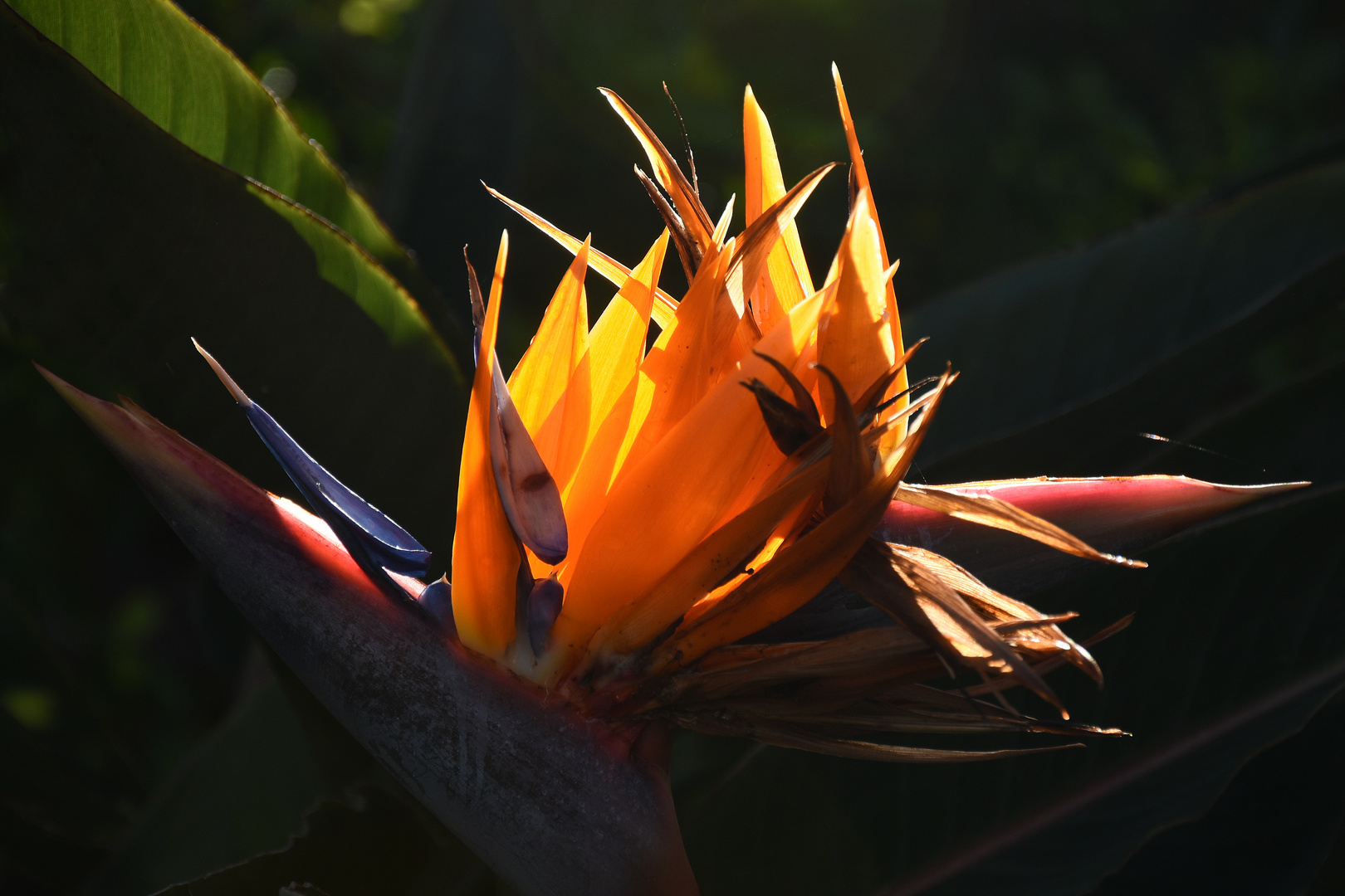 Blütenfeuer / Feuerblüte ...