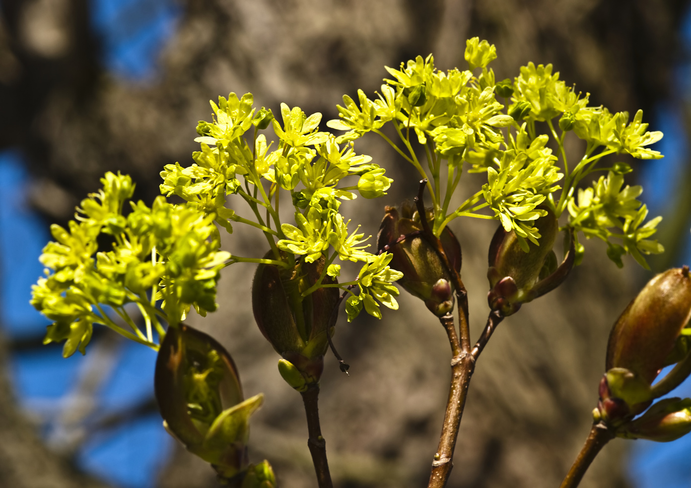 Blütenfeuerwerk - April im Aboretum Ellerhoop