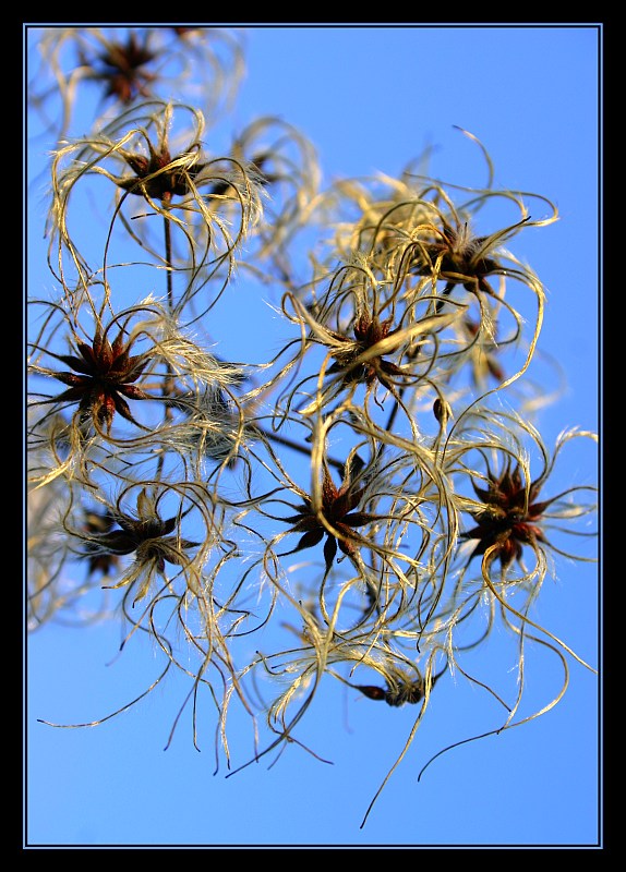 Blüten'Feuerwerk'