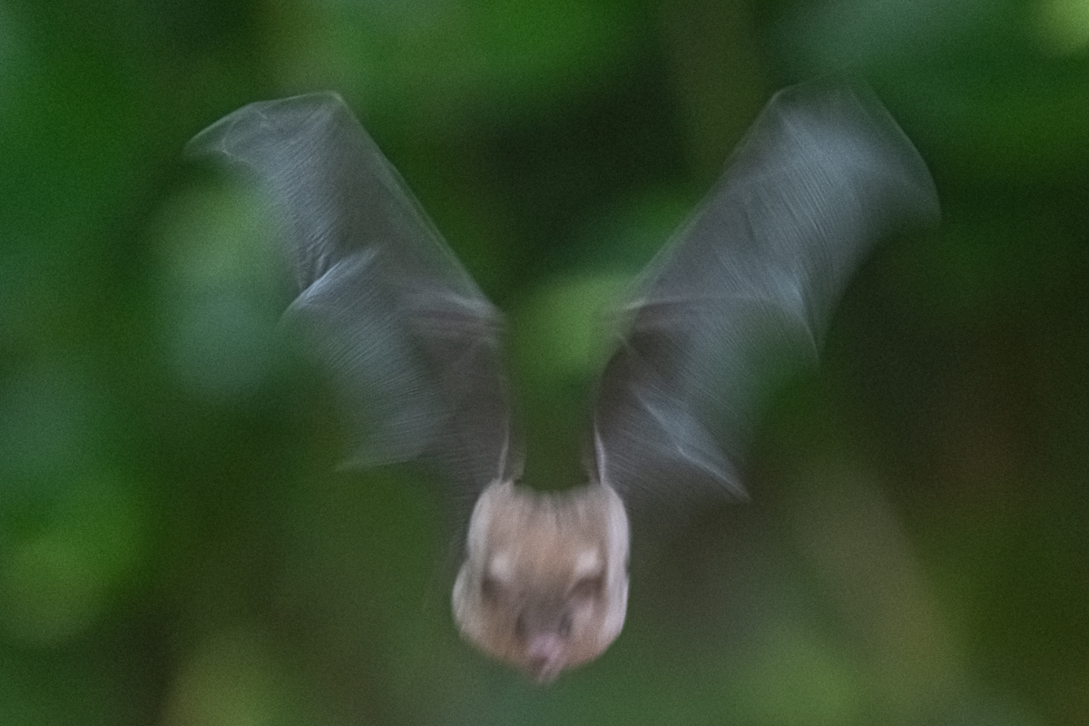 Blütenfledermaus