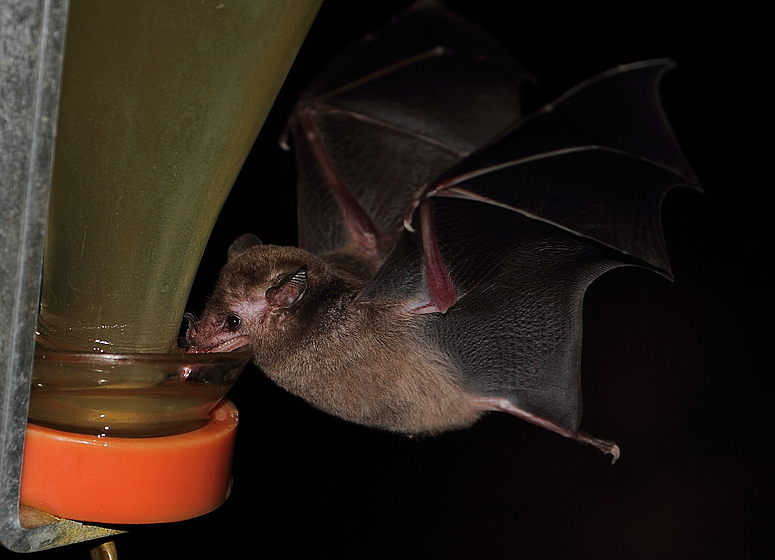 Blütenfledermaus an der Flasche (+ Tierinfo)