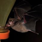 Blütenfledermaus an der Flasche (+ Tierinfo)