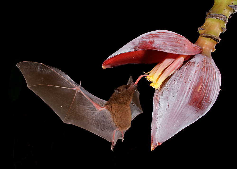 Blütenfledermaus Long-toungued Bat ( Glossophaga spec )