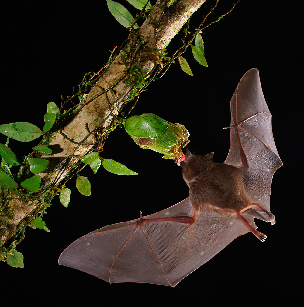 Blütenfledermaus Long-toungued Bat ( Glossophaga spec )