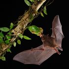 Blütenfledermaus Long-toungued Bat ( Glossophaga spec )