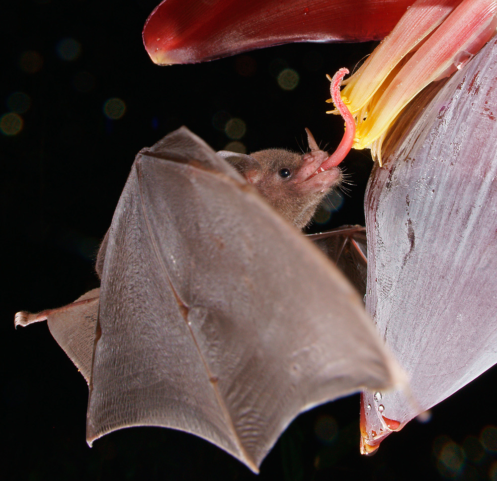 Blütenfledermaus Long-toungued Bat ( Glossophaga spec ) 