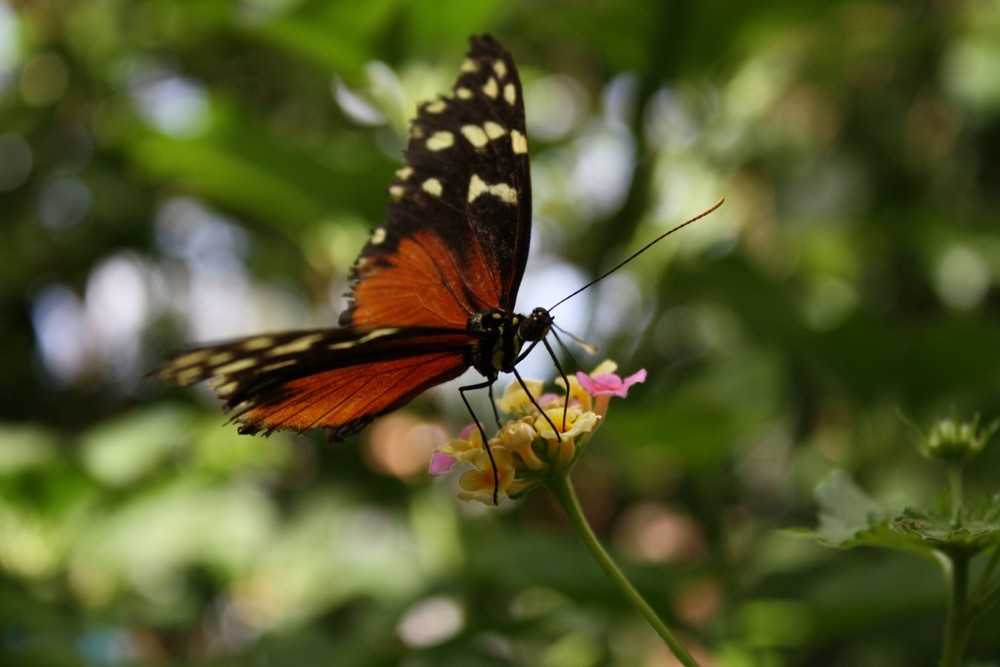 Blütenflieger