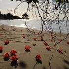 Blütenflor am Strand