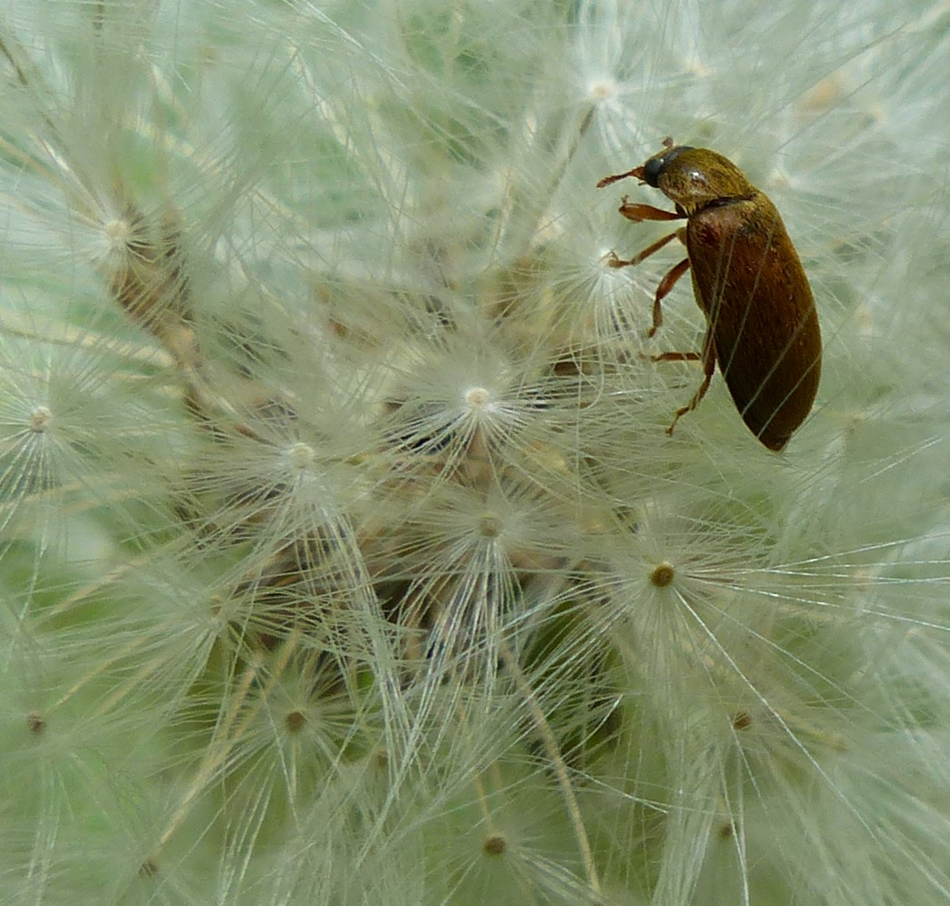 Blütenfresser