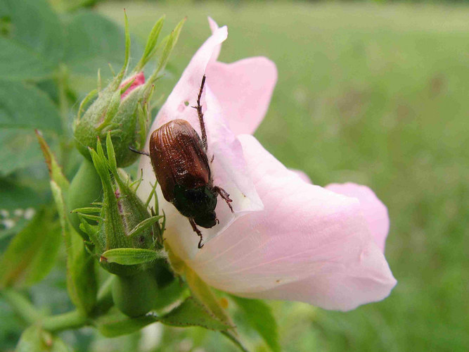 blütenfresser