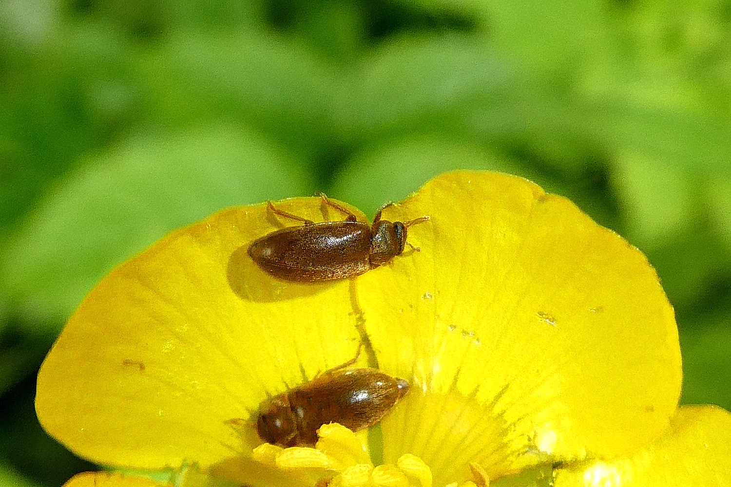 Blütenfresser - Byturus ochraceus