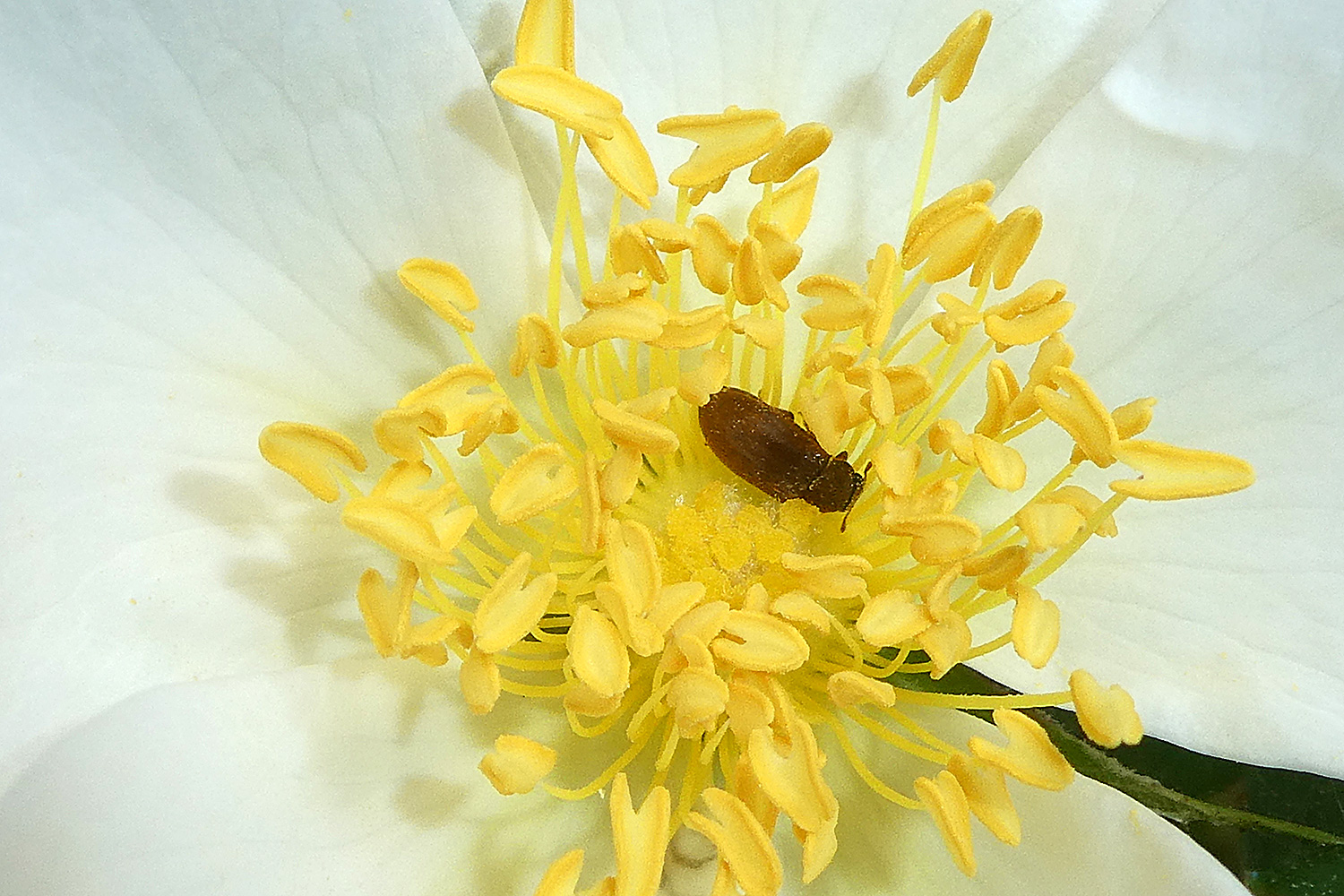 Blütenfresser - Byturus ochraceus