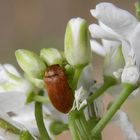 Blütenfresser (Byturus ochraceus) auf Knoblauchsrauke