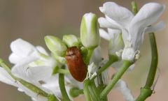 Blütenfresser (Byturus ochraceus) auf Knoblauchsrauke