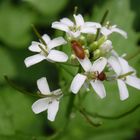 Blütenfresser Byturus ochraceus auf Knoblauchsrauke