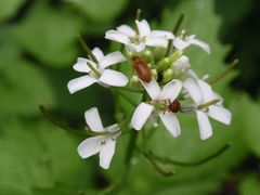 Blütenfresser Byturus ochraceus auf Knoblauchsrauke