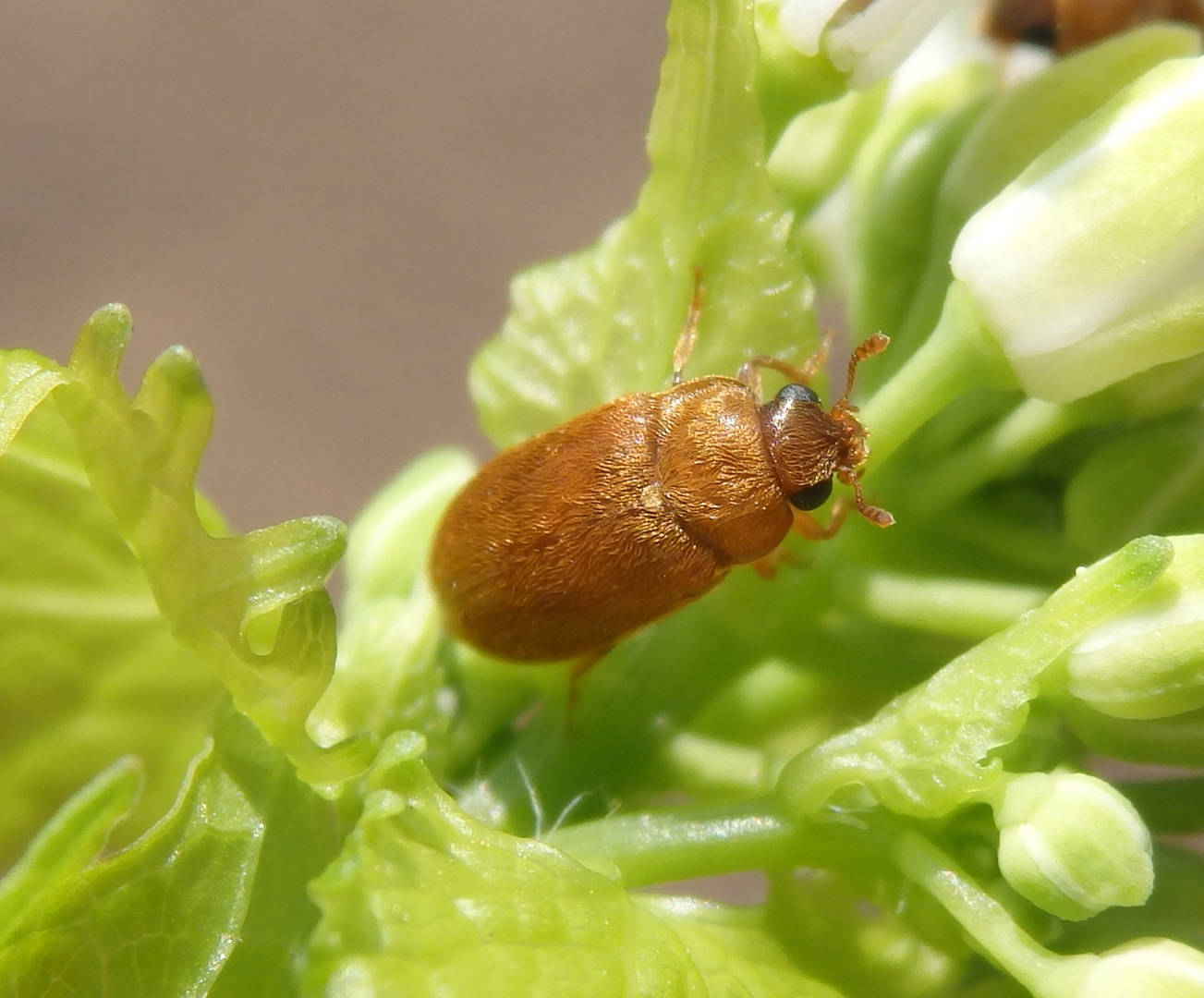 Blütenfresser Byturus ochraceus auf Knoblauchsrauke