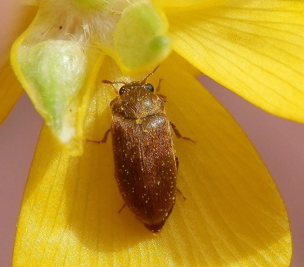 Blütenfresser (Byturus ochraceus) auf Kriechendem Hahnenfuß