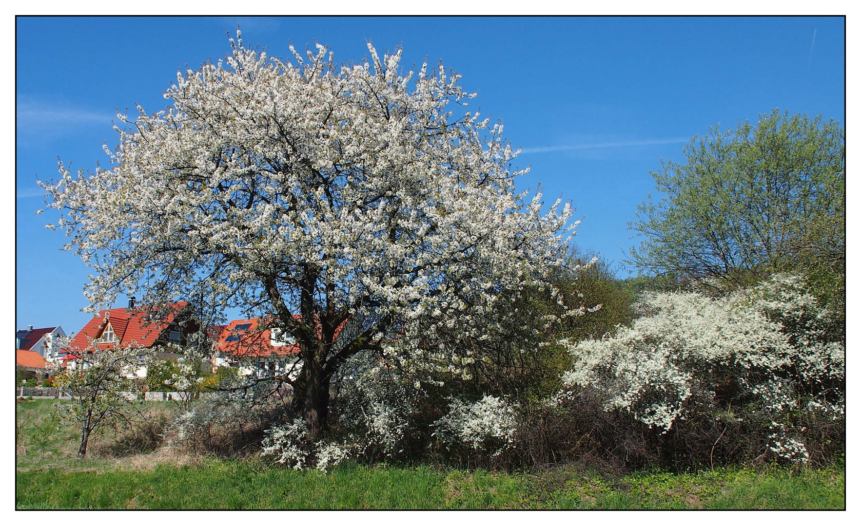 Blütenfrühling in der Fränkischen