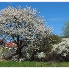 Blütenfrühling in der Fränkischen