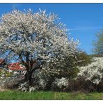 Blütenfrühling in der Fränkischen