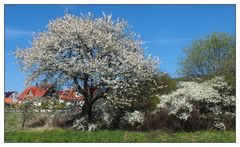 Blütenfrühling in der Fränkischen