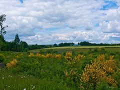 Blütenfülle im Juni