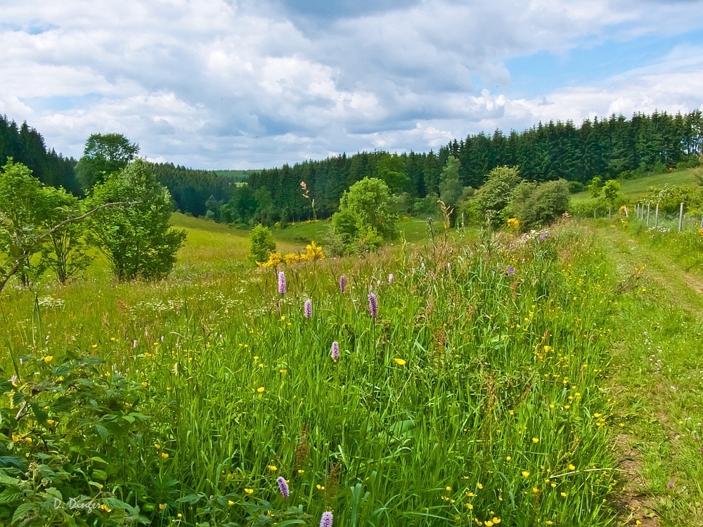 Blütenfülle im Juni (2)