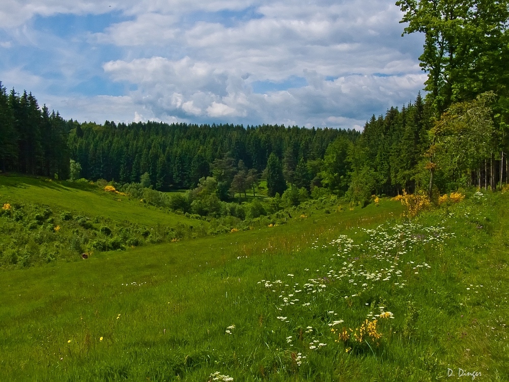 Blütenfülle im Juni (3)