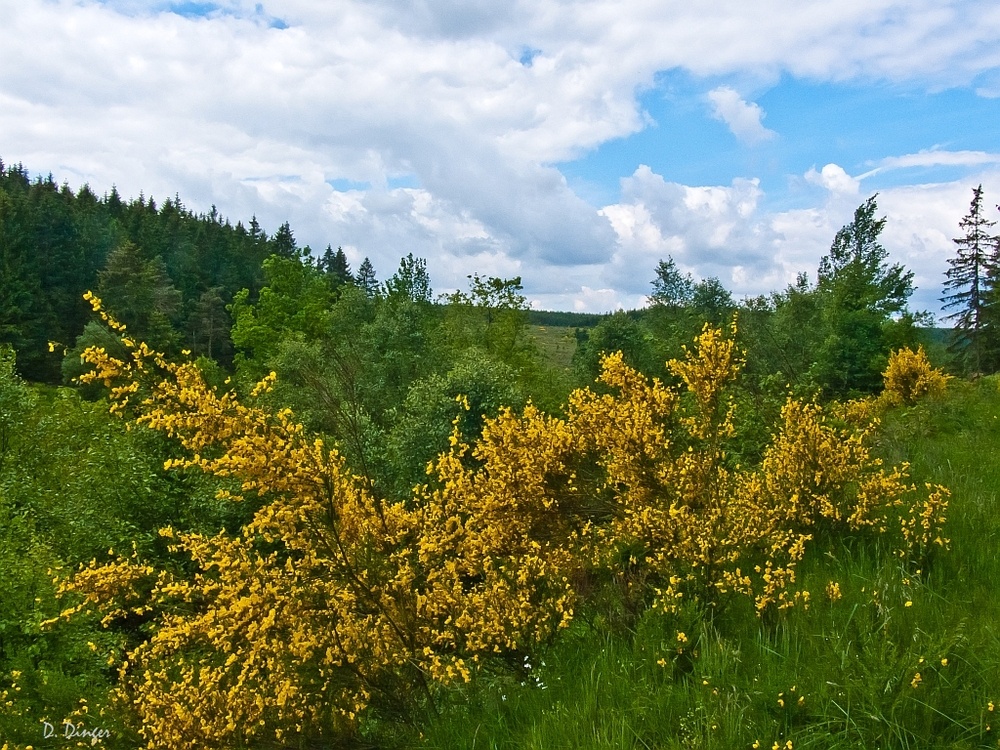 Blütenfülle im Juni (4)