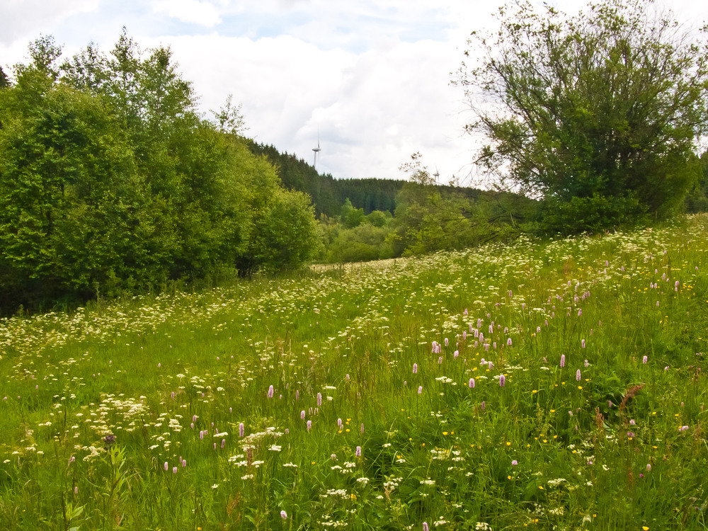 Blütenfülle im Juni (5)