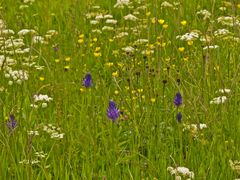 Blütenfülle im Juni (6)