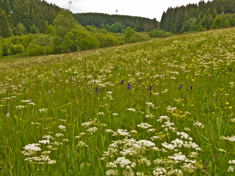 Blütenfülle im Juni (7)