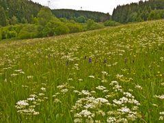 Blütenfülle im Juni (7)