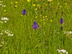 Blütenfülle im Juni (8)
