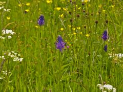 Blütenfülle im Juni (8)