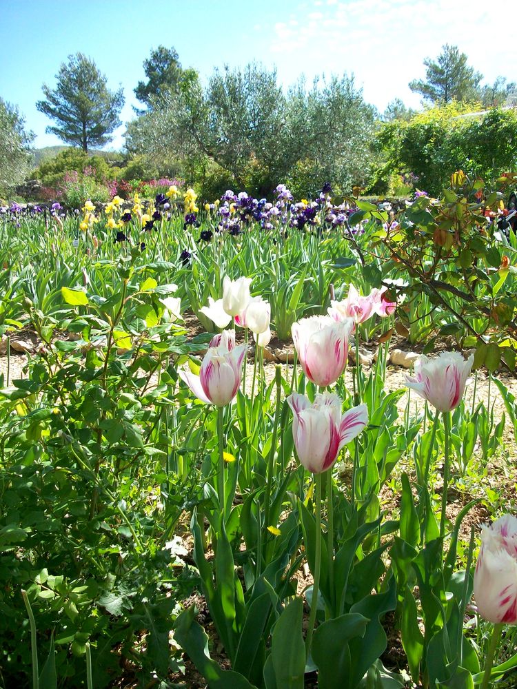 Blütengarten von Fotospain 