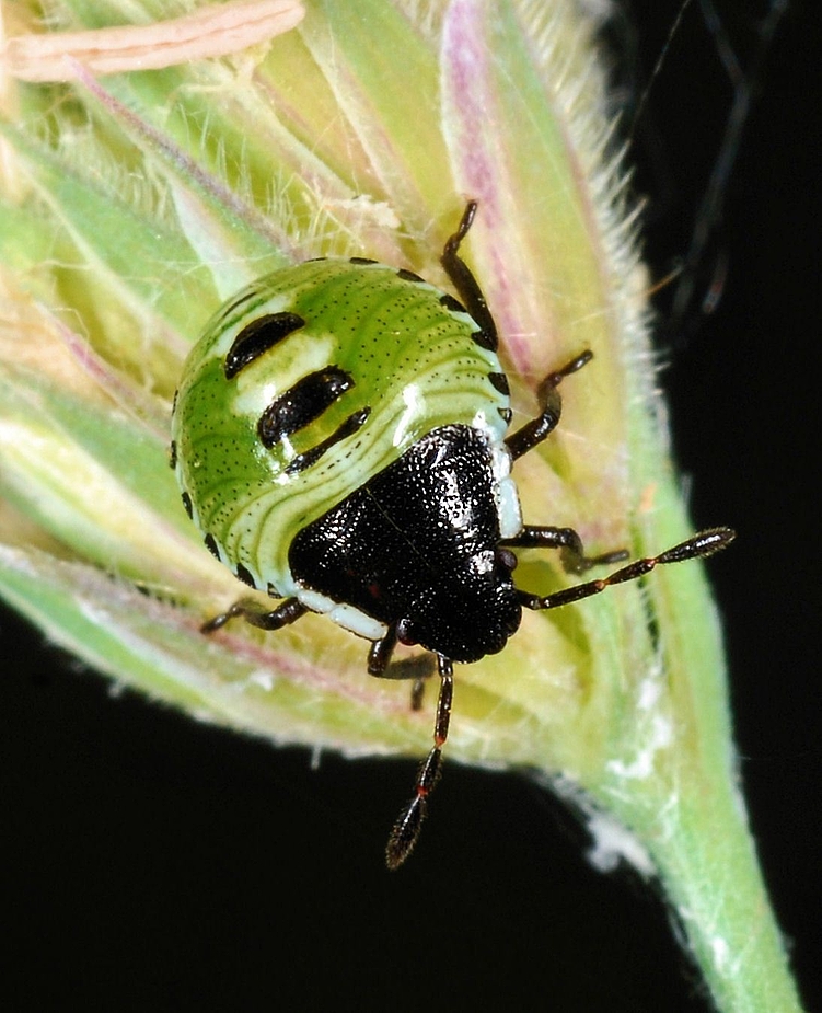Blütengast kleine Wanze Foto &amp; Bild tiere, wildlife
