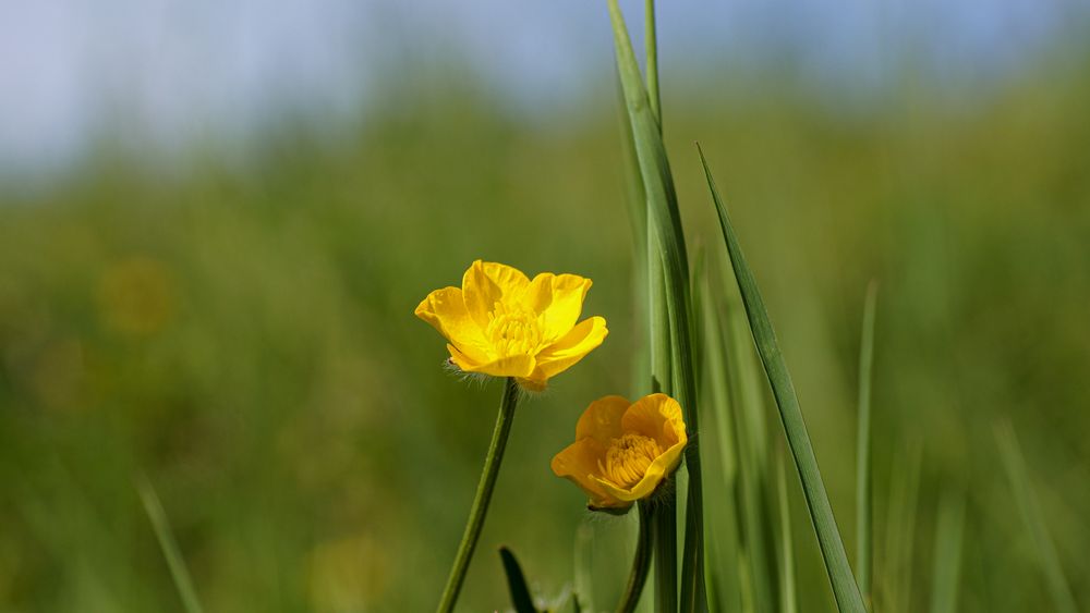 Blütengelb auf der Wiese